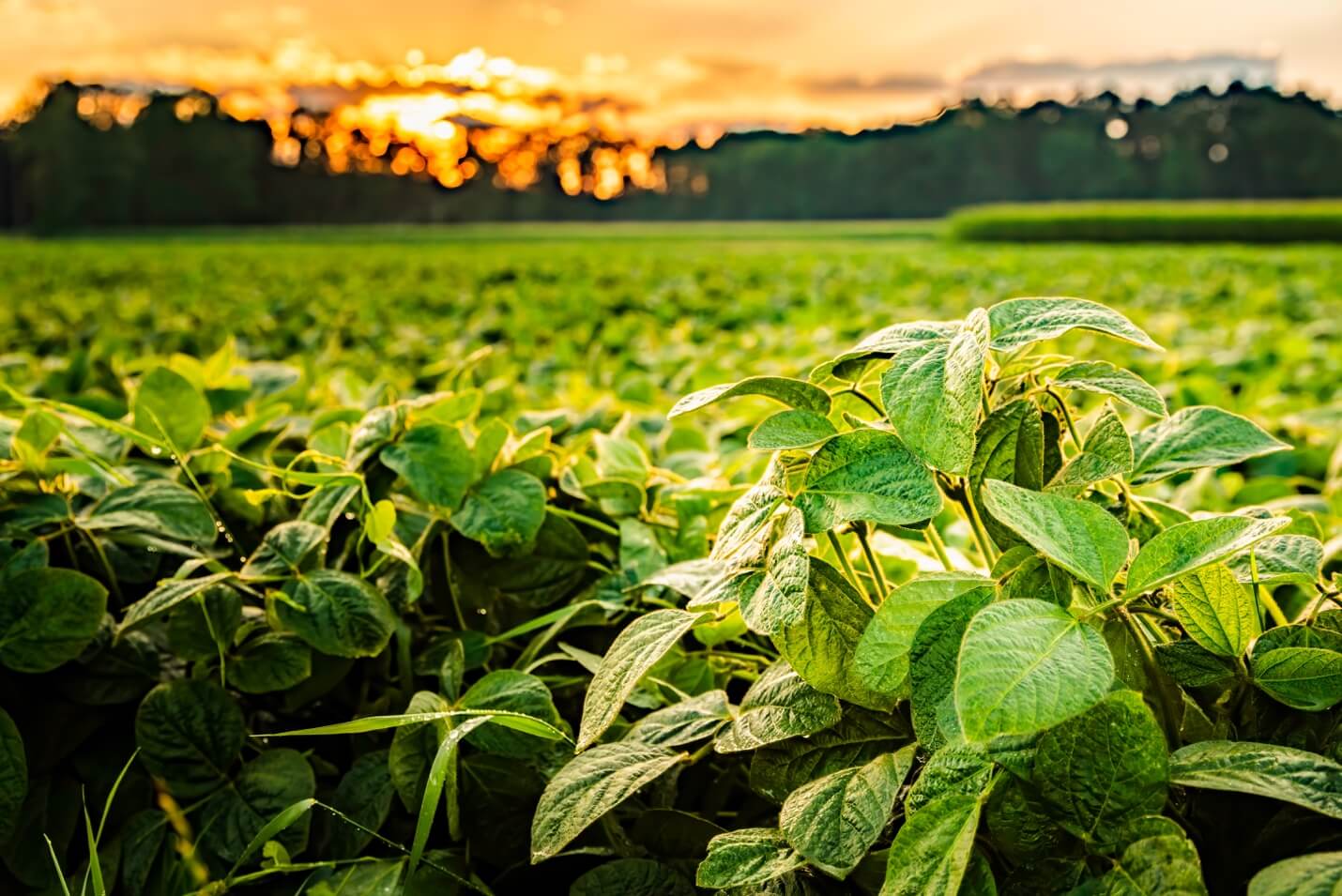 Drones sobre área agrícola do AgNest